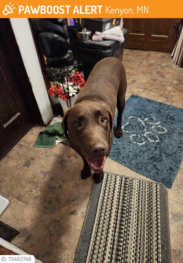 Found/Stray Male Dog last seen County 59 blvd, kenyon mn, Kenyon, MN 55946