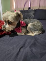 Lost Female Dog last seen Cooper elementary, Spokane, WA 99217