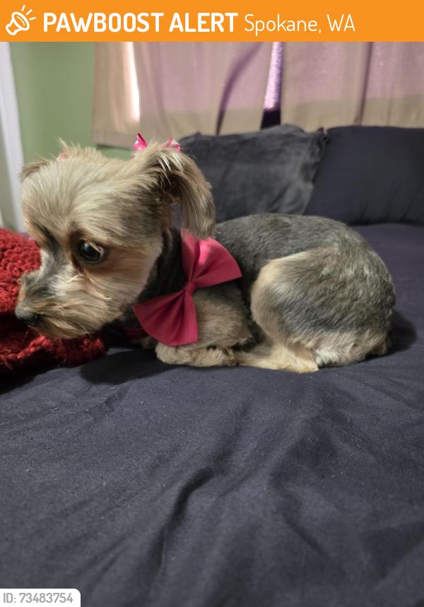 Lost Female Dog last seen Cooper elementary, Spokane, WA 99217