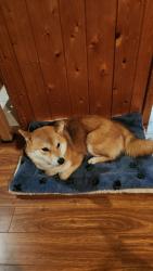 Reunited Female Dog last seen Brookmede Park, Mississauga, ON L5L 1C5