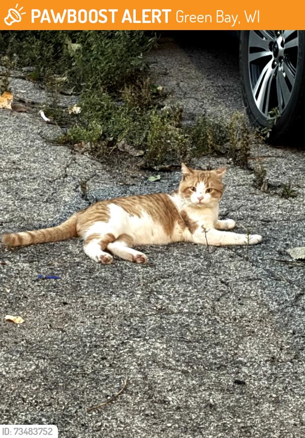 Found/Stray Male Cat last seen Webster and walnut, Green Bay, WI 54301