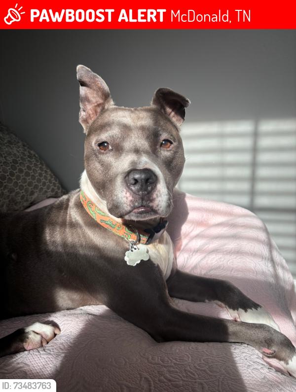 Lost Male Dog last seen Old Alabama road McDonald's Tennessee, McDonald, TN 37353