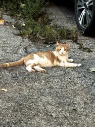 Found/Stray Male Cat last seen Webster and walnut, Green Bay, WI 54301