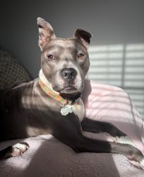 Lost Male Dog last seen Old Alabama road McDonald's Tennessee, McDonald, TN 37353