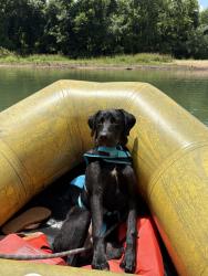Lost Female Dog last seen Near Gerald st, Ochelata, OK 74051