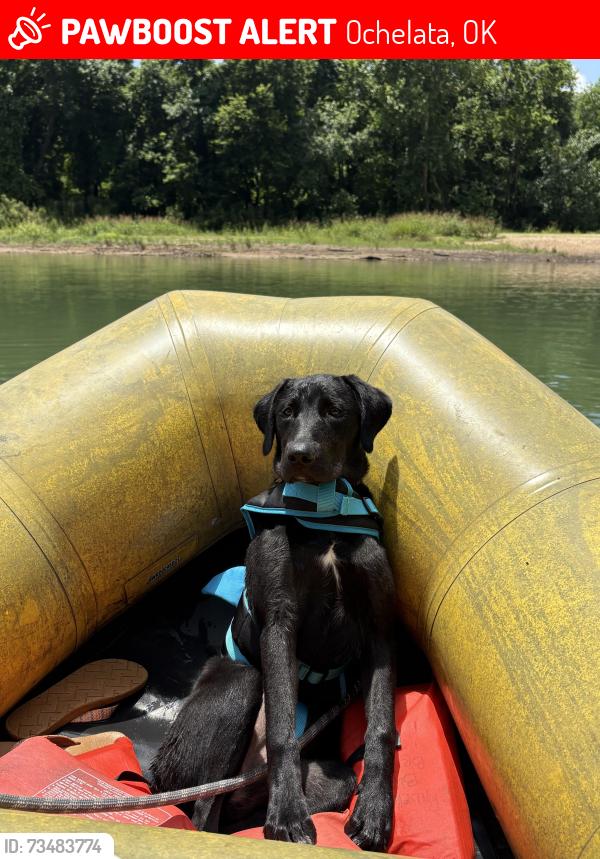 Lost Female Dog last seen Near Gerald st, Ochelata, OK 74051