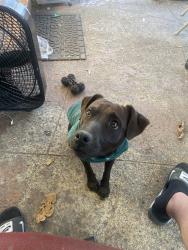 Reunited Male Dog last seen Near SW 11th St, Miami, FL 33184, USA, Miami, FL 33184