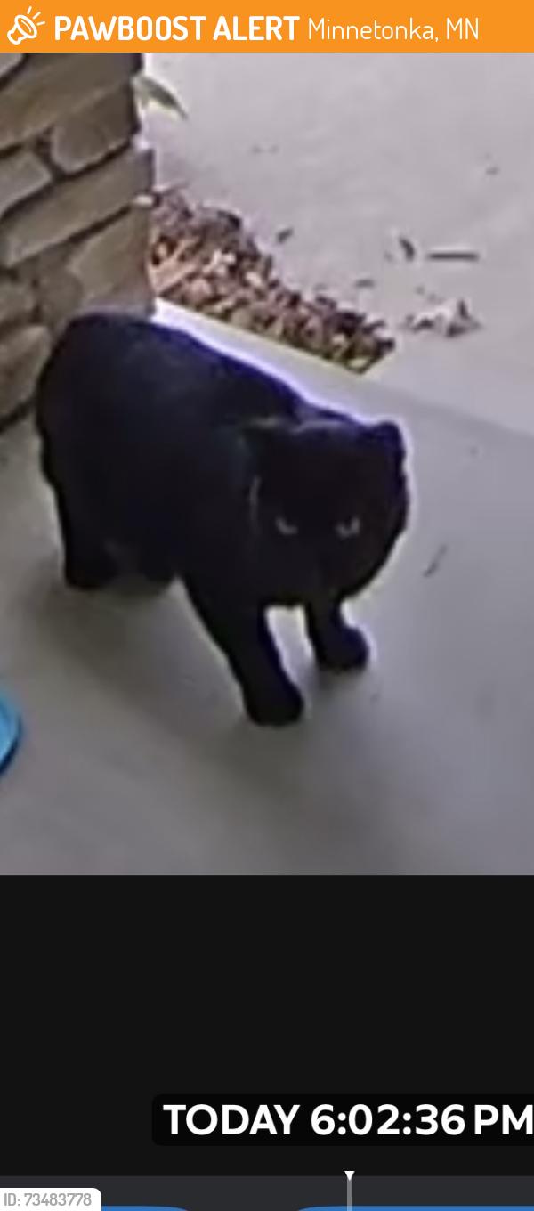 Found/Stray Unknown Cat last seen Woodhill road and moonlight hill road behind famous Dave’s in Minnetonka, Minnetonka, MN 55345