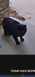 Found/Stray Unknown Cat last seen Woodhill road and moonlight hill road behind famous Dave’s in Minnetonka, Minnetonka, MN 55345