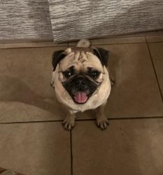 Reunited Male Dog last seen Yuma catholic, Yuma, AZ 85364