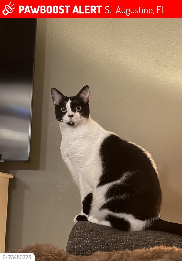 Lost Female Cat last seen Spruce Point, Stone Arbor lane, St. Augustine, FL 32086
