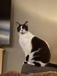 Lost Female Cat last seen Spruce Point, Stone Arbor lane, St. Augustine, FL 32086