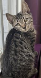 Reunited Male Cat last seen Chancellor’s Ridge & Fayetteville, Durham, NC 27713