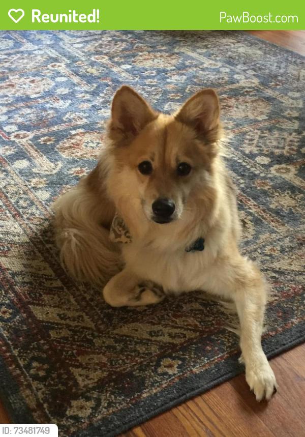 Reunited Female Dog last seen Oakland, Rhododendron, up from Lake Tomahawk, Black Mountain, NC 28711