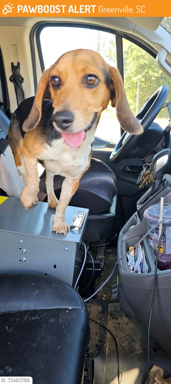 Found/Stray Female Dog last seen Mutts bbq, Greenville, SC 29601