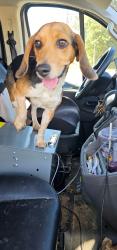 Found/Stray Female Dog last seen Mutts bbq, Greenville, SC 29601