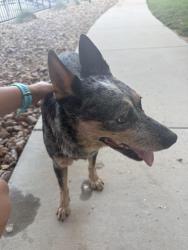 Found/Stray Female Dog last seen Richland Hills, 410, San Antonio, TX 78245