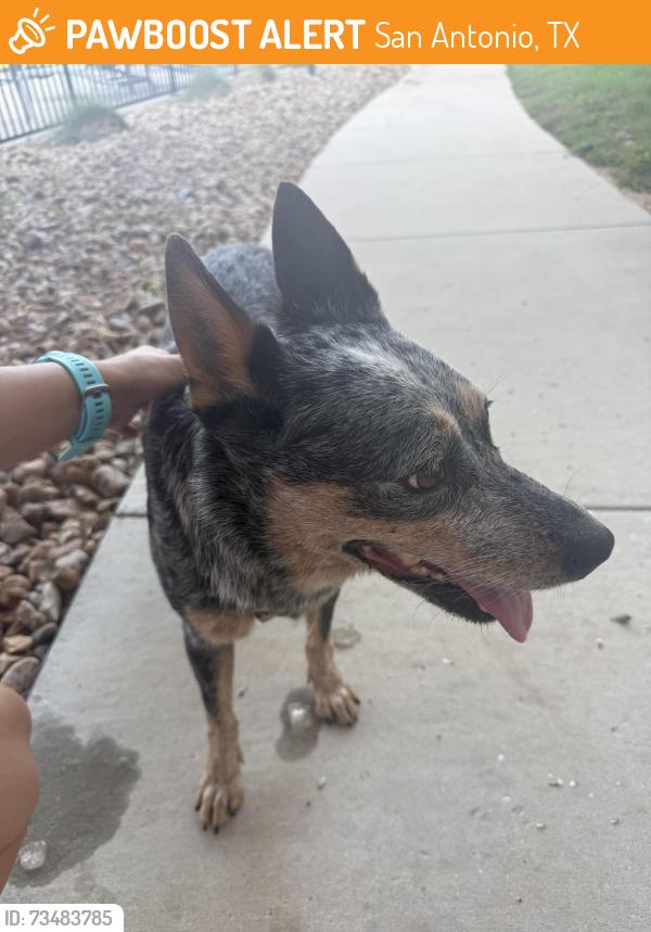 Found/Stray Female Dog last seen Richland Hills, 410, San Antonio, TX 78245