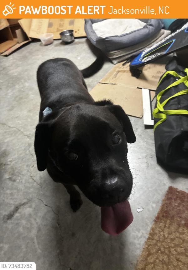 Found/Stray Male Dog last seen Carolina Forest, Jacksonville, NC 28546
