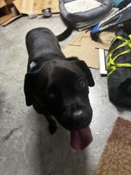 Found/Stray Male Dog last seen Carolina Forest, Jacksonville, NC 28546