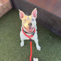 Shelter Stray Female Dog last seen , Animal Care & Control Team of Philly, 111 W Hunting Park Ave, Philadelphia, PA 19140, USA
