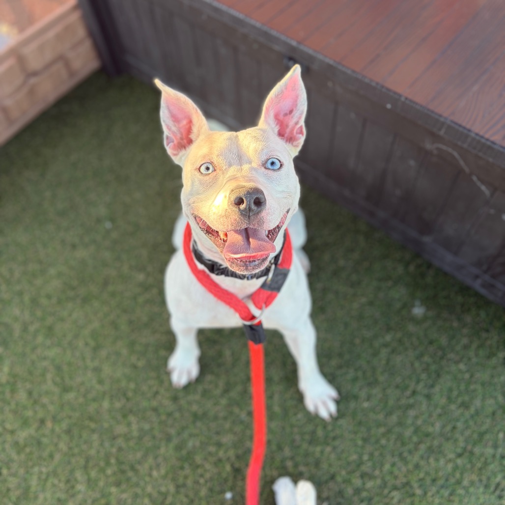 Shelter Stray Female Dog last seen , Animal Care & Control Team of Philly, 111 W Hunting Park Ave, Philadelphia, PA 19140, USA
