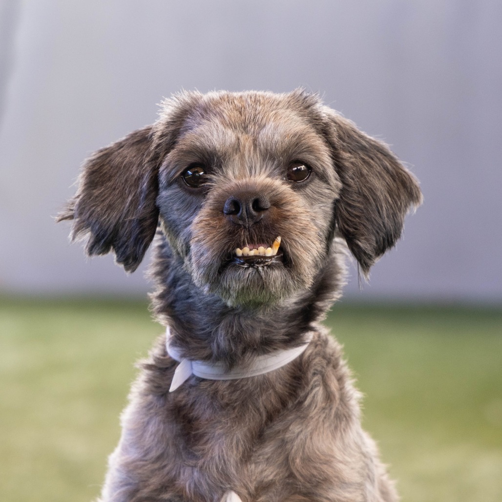 Shelter Stray Female Dog last seen , 361 S Raymond Ave, Pasadena, CA 91105, USA