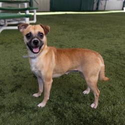 Shelter Stray Female Dog last seen , 361 S Raymond Ave, Pasadena, CA 91105, USA