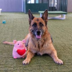 Shelter Stray Female Dog last seen , 361 S Raymond Ave, Pasadena, CA 91105, USA