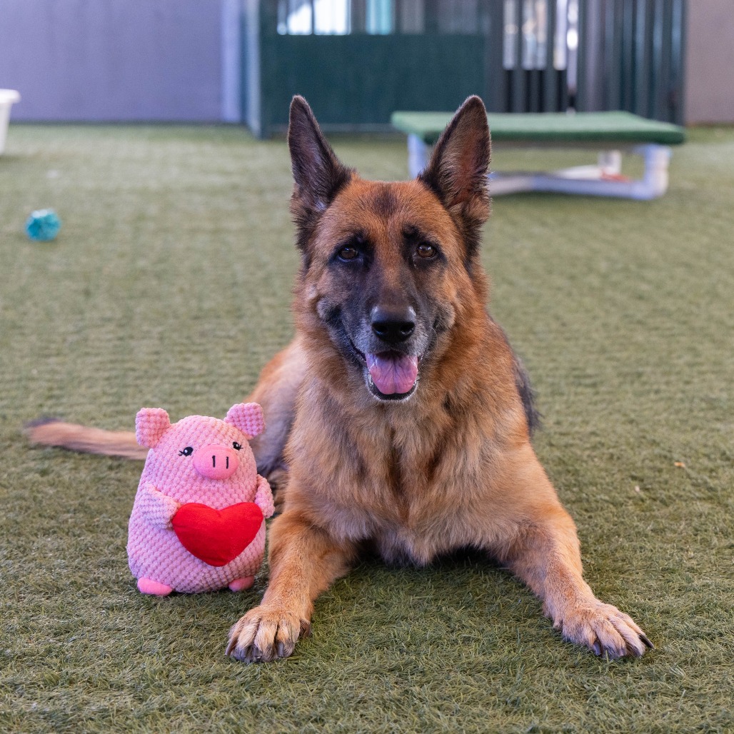Shelter Stray Female Dog last seen , 361 S Raymond Ave, Pasadena, CA 91105, USA