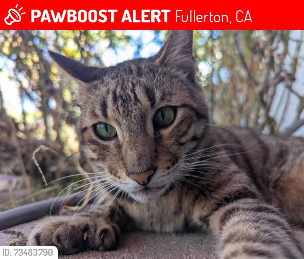 Lost Male Cat last seen Las Palmas and Hermosa dr., Fullerton, CA 92835