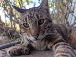 Lost Male Cat last seen Las Palmas and Hermosa dr., Fullerton, CA 92835
