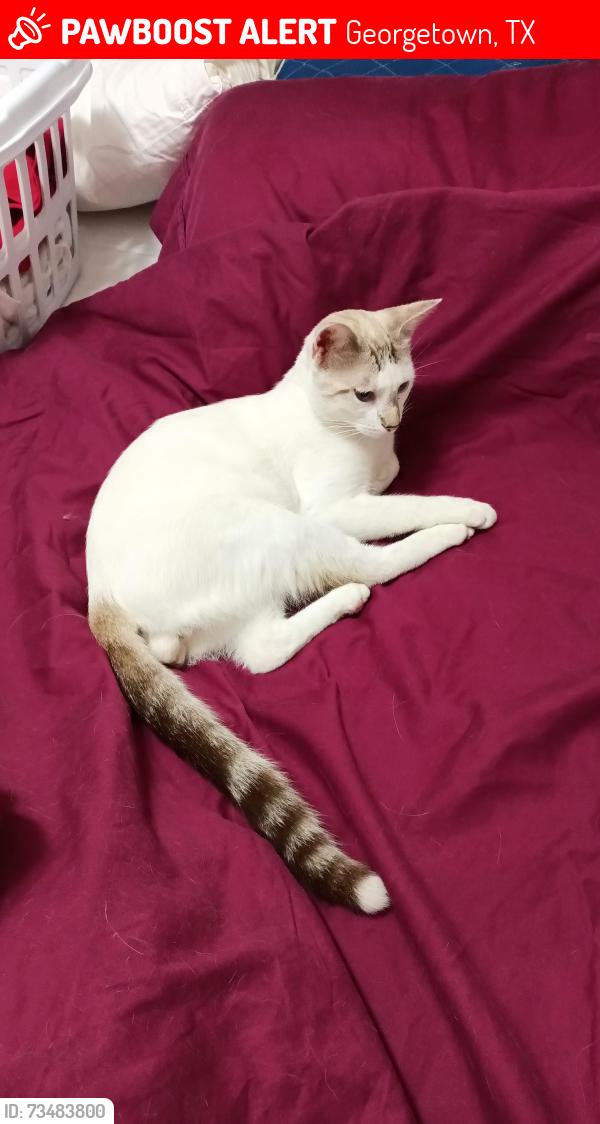 Lost Male Cat last seen Katy Crossing, Georgetown, TX 78626
