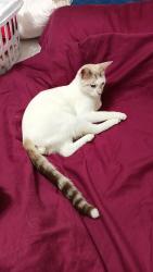 Lost Male Cat last seen Katy Crossing, Georgetown, TX 78626