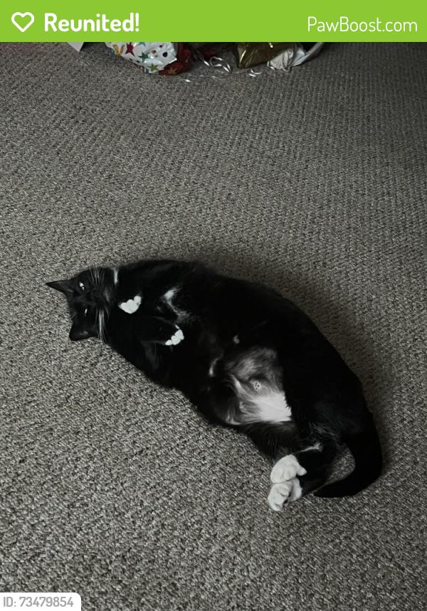 Reunited Female Cat last seen Near Kirkland Cir, Kirkland, WA 98033, USA, Kirkland, WA 98033