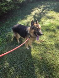 Reunited Male Dog last seen Near the edwards street entrance to the park, Rutherfordton, NC 28139