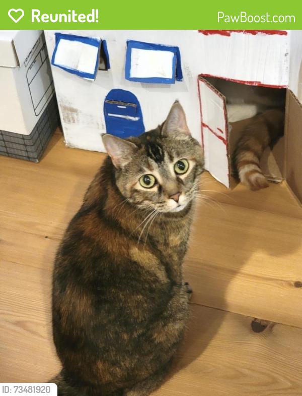 Reunited Female Cat last seen Cortez and Marshfield Ave, Chicago, IL 60622