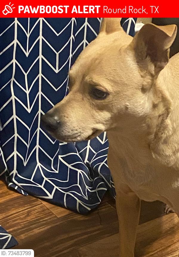 Lost Male Dog last seen White wing way, Round Rock, TX 78664