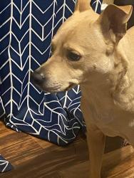 Lost Male Dog last seen White wing way, Round Rock, TX 78664