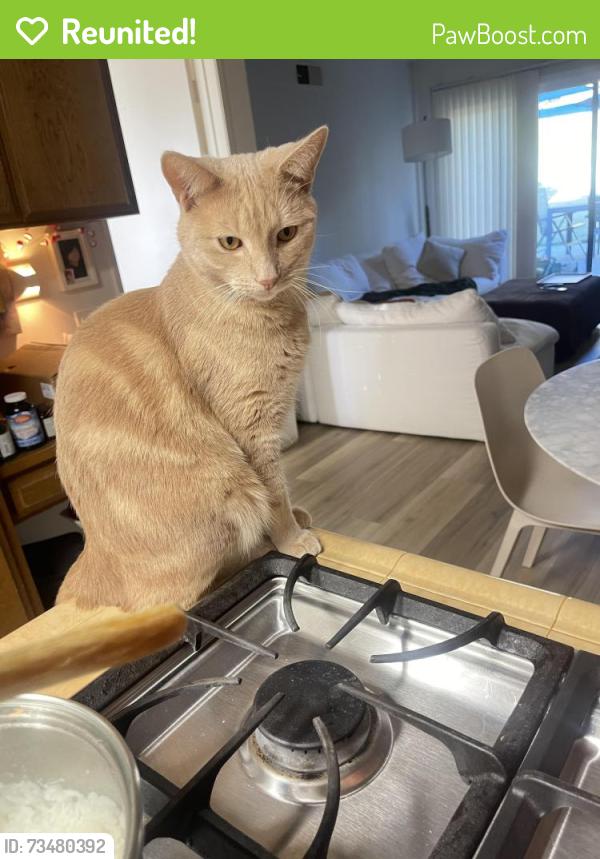 Reunited Male Cat last seen Norumbega Road & Norumbega Drive., Monrovia, CA 91016