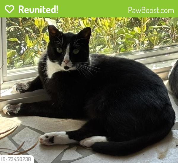 Reunited Male Cat last seen Hillside Drive, Shelby, NC 28150
