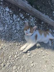 Found/Stray Unknown Cat last seen Bankhead and trinty river, Weatherford, TX 76087