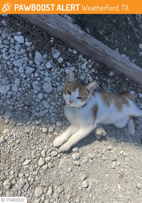 Found/Stray Unknown Cat last seen Bankhead and trinty river, Weatherford, TX 76087