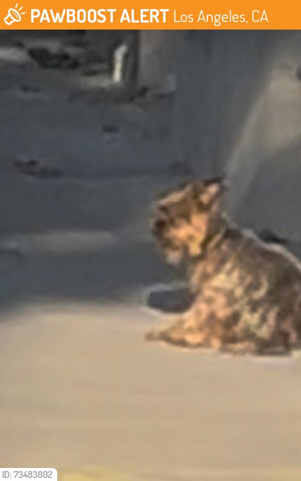 Found/Stray Unknown Dog last seen west 21st and south highland ave los angeles, Los Angeles, CA 90016