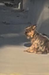 Found/Stray Unknown Dog last seen west 21st and south highland ave los angeles, Los Angeles, CA 90016