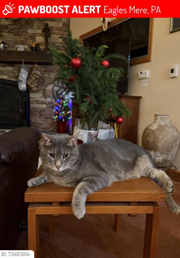 Lost Male Cat last seen Eagles Mere Lake, Eagles Mere, PA 17758