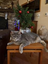 Lost Male Cat last seen Eagles Mere Lake, Eagles Mere, PA 17758