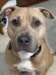 Reunited Male Dog last seen Grybek and Hancock, Homosassa, FL 34448