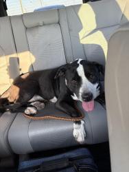Found/Stray Female Dog last seen Gray rock and Flippin way, Fort Worth, TX 76131