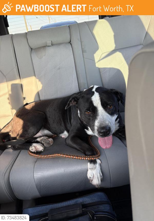 Found/Stray Female Dog last seen Gray rock and Flippin way, Fort Worth, TX 76131